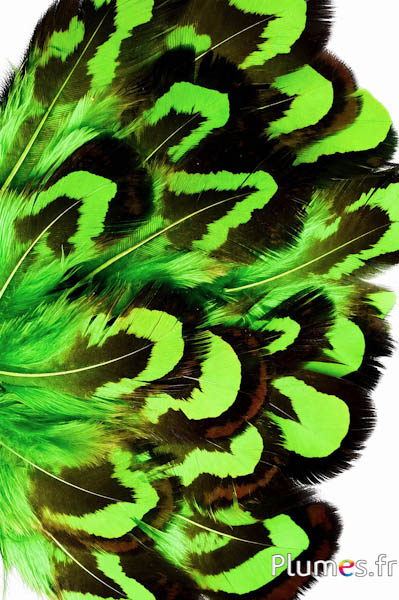 Fazant Reeves - 2-4 cm - lime